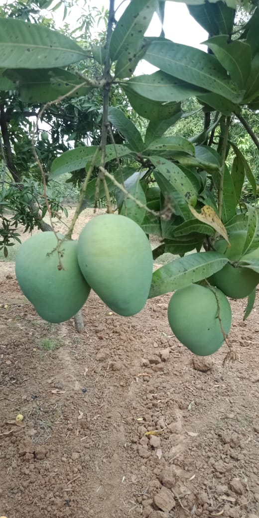 Banganapalli Mango- 3 kgs