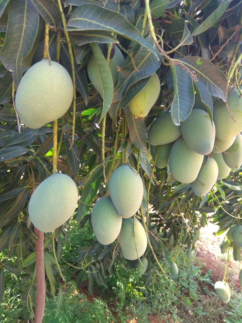 Raw Mango (Excl. Raw Nuzveedu Rasalu) - 3 kgs