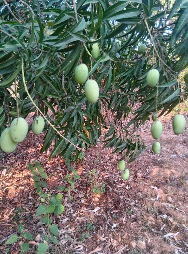 Cheruku Rasalu Mango – 3 kgs | Kundan's Mangoes
