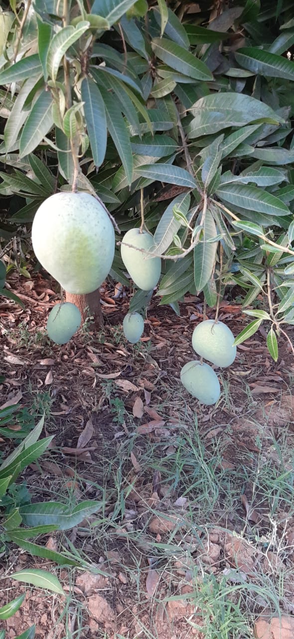 Banganapalli Mango- 3 kgs