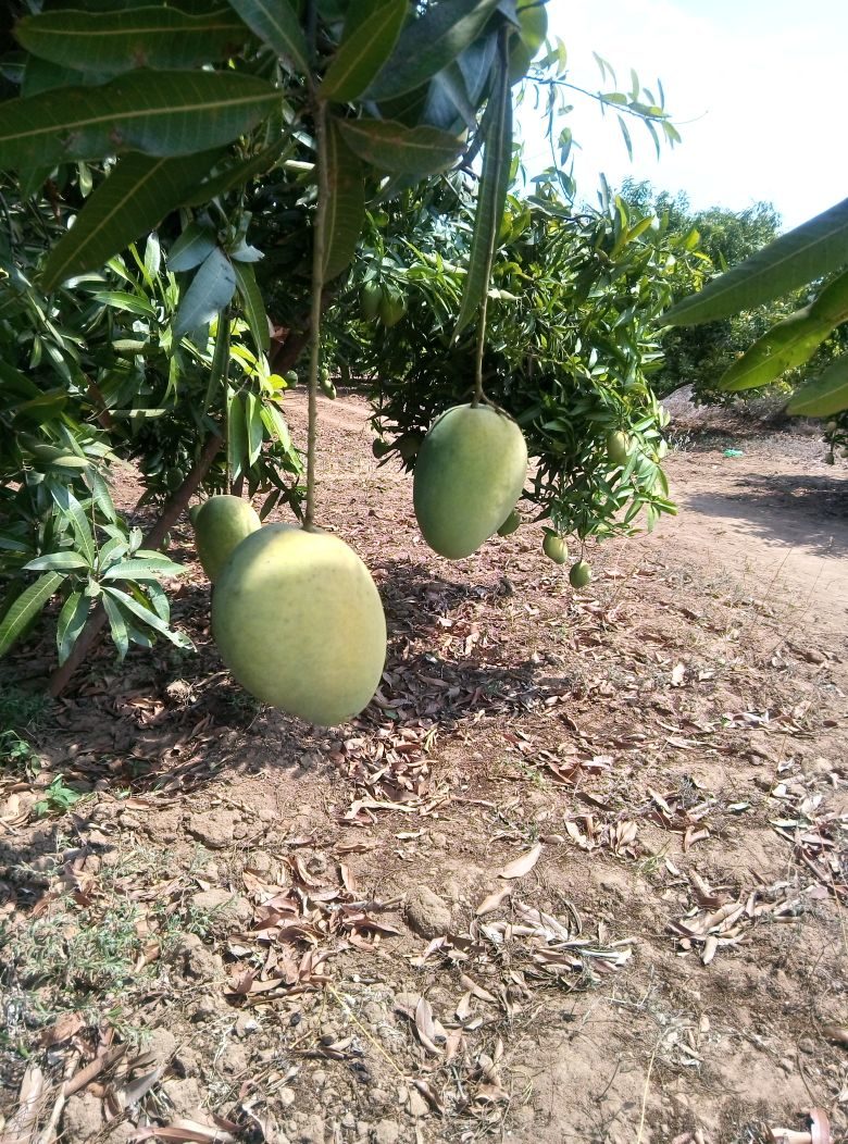 Banganapalli Mango 3 kgs Kundan's Mangoes